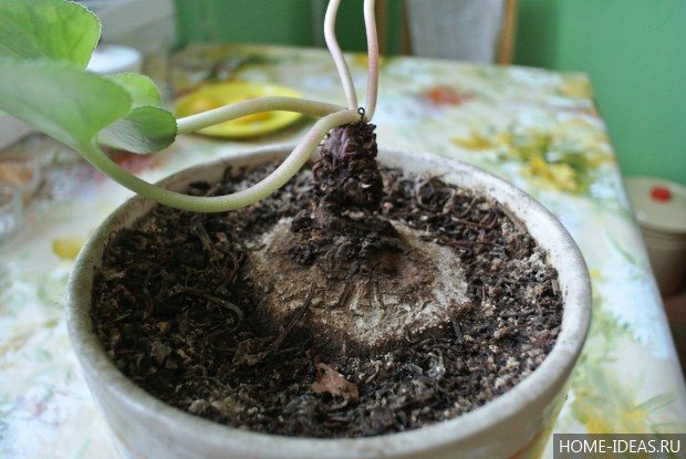 planted cyclamen tuber
