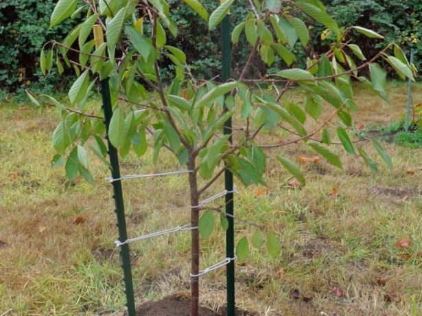 Pokok ceri yang ditanam