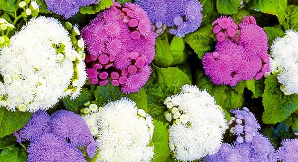 sowing ageratum