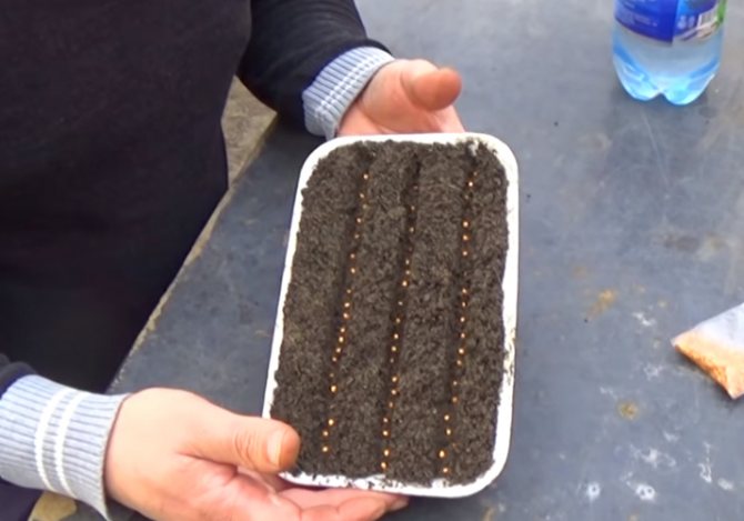 Sowing eggplant for seedlings
