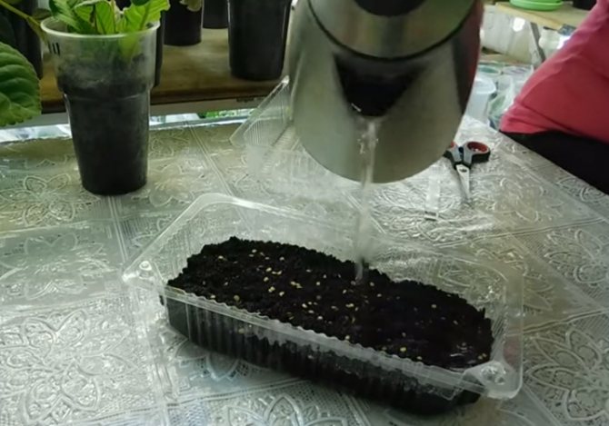 sowing eggplant in boiling water