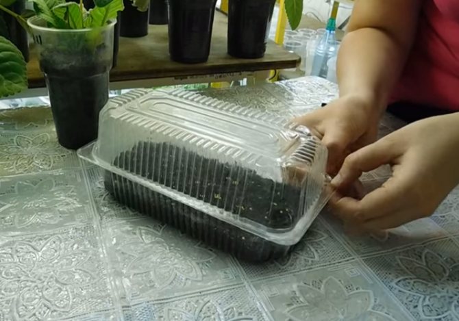 sowing eggplant in boiling water