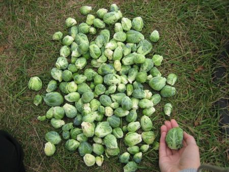 sowing brussels sprouts