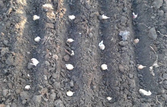 Sowing garlic in soil