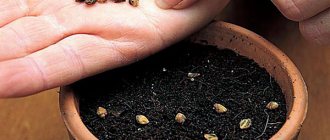 însămânțarea semințelor de cotoneaster