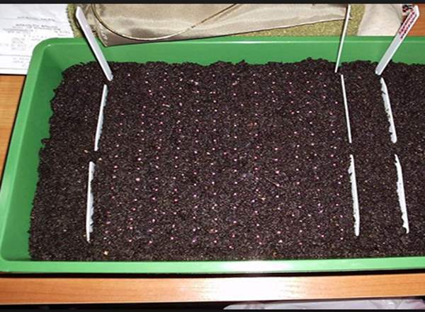 sowing strawberry seeds for seedlings