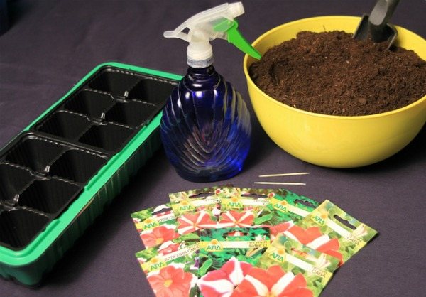 Sowing seeds for seedlings