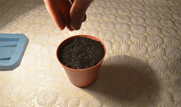 Výsev semen petunie pro sazenice