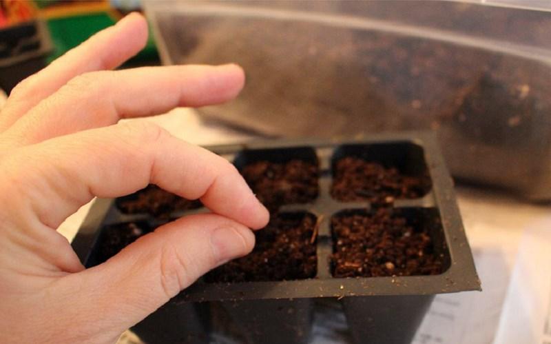 sowing chamomile seeds in a container