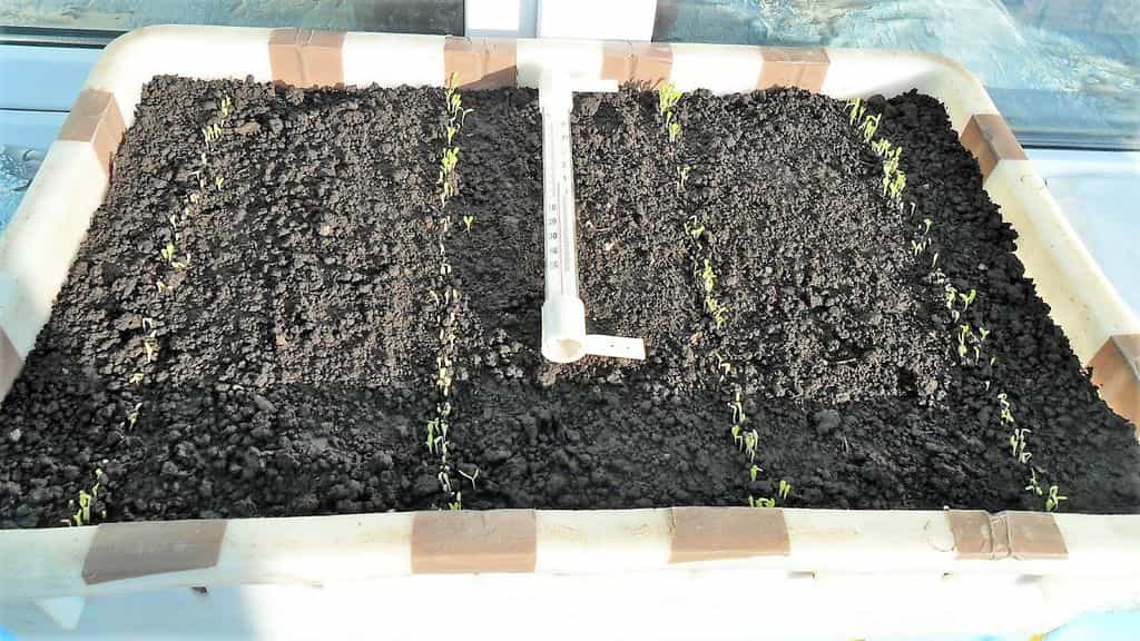 sowing lettuce seeds