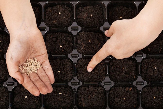 Sowing tomato seeds for seedlings