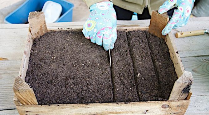 засяване на семена от туя, подготовка на почвата