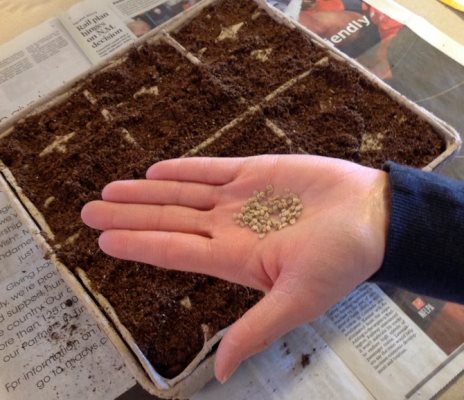 sowing tomato seedlings