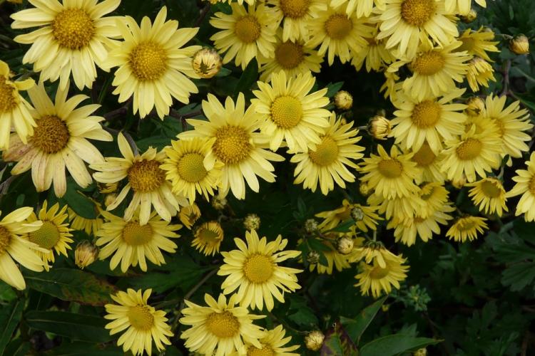 Sowing chrysanthemum - Chrysanthemum species