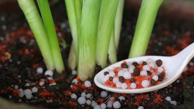 Steg för steg-instruktioner: hur man odlar purjolök
