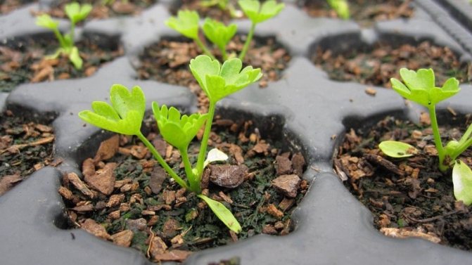Инструкции стъпка по стъпка: как да отглеждате целина от семена у дома за разсад