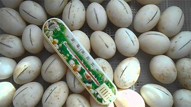Arahan langkah demi langkah untuk pengeraman dan penetasan telur angsa