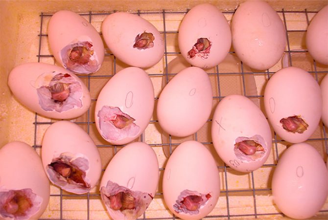Instrucțiuni pas cu pas pentru incubarea și eclozarea ouălor de gâscă