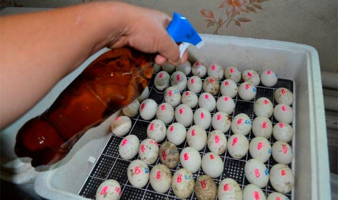Инструкции стъпка по стъпка за инкубация и излюпване на гъши яйца