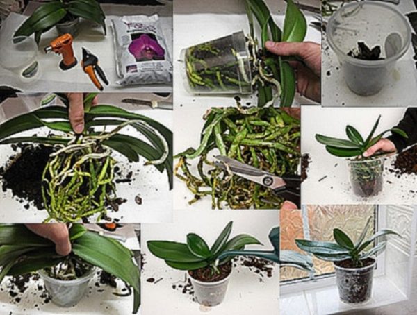 Mga sunud-sunod na tagubilin para sa paglipat ng mga Phalaenopsis orchid
