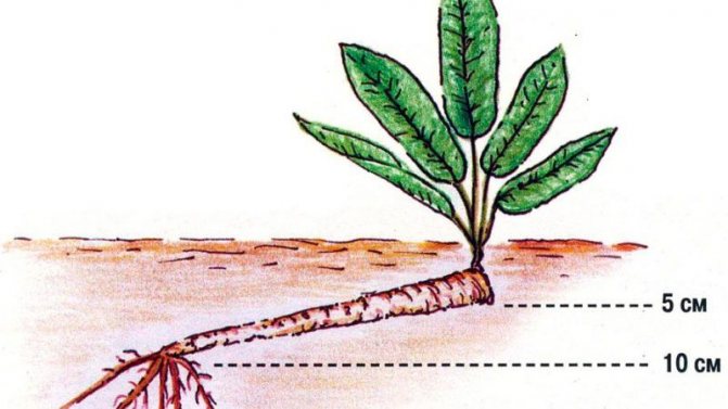 Steg-för-steg-instruktioner för plantering av pepparrot på hösten för nybörjare