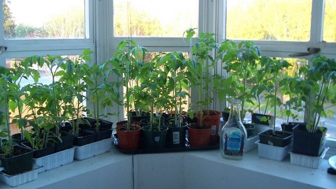 Steg-för-steg-instruktioner för odling av tomater på balkongen