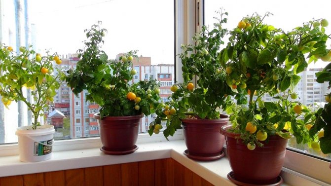 Instrucțiuni pas cu pas pentru cultivarea roșiilor pe balcon