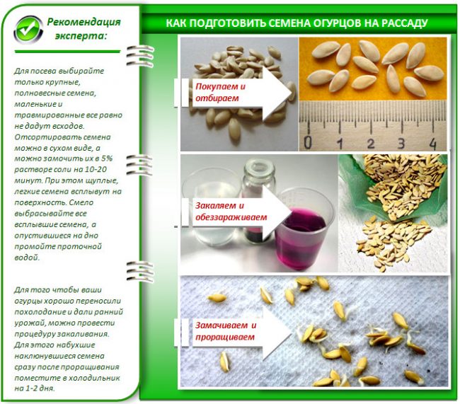 Step-by-step preparation of cucumber seeds for seedlings