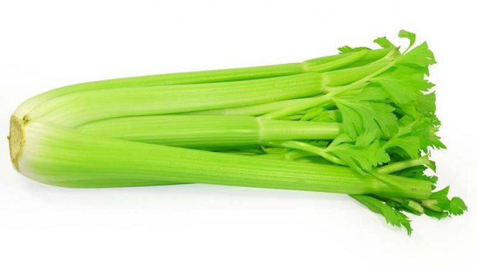 Isang sunud-sunod na gabay sa lumalaking stalked celery sa labas ng bahay