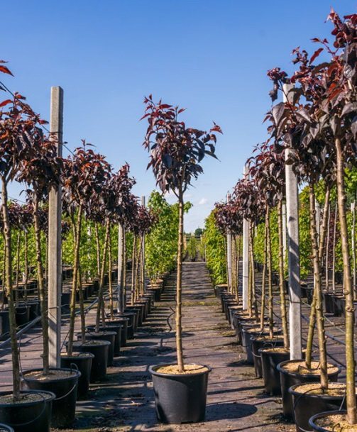 Proces pas cu pas de plantare a puieților japonezi de cireșe și condiții de creștere