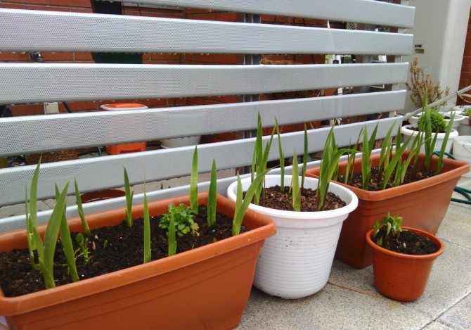 Efter bildandet av det första sanna bladet måste gladiolus matas med kväveinnehållande gödselmedel med tillsats av kaliumföreningar