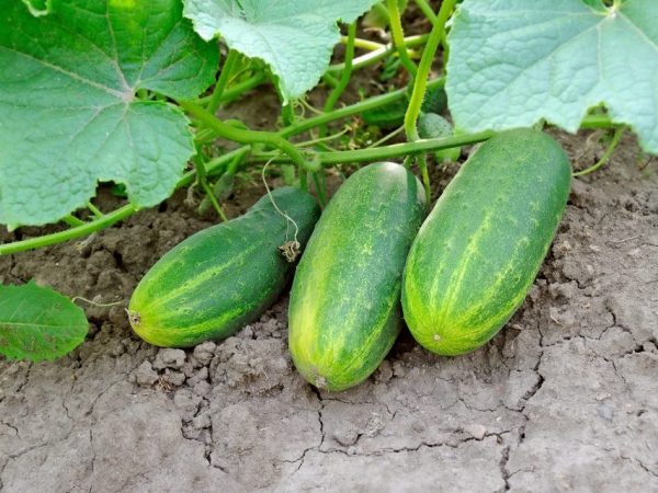 After carrots, you can plant cucumbers
