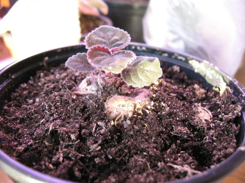 After flowering, when the leaves dry up and die off, you need to let the soil dry