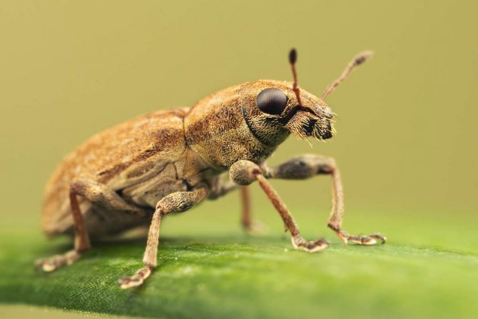After laying the eggs, the females of the root weevil soon die from exhaustion.