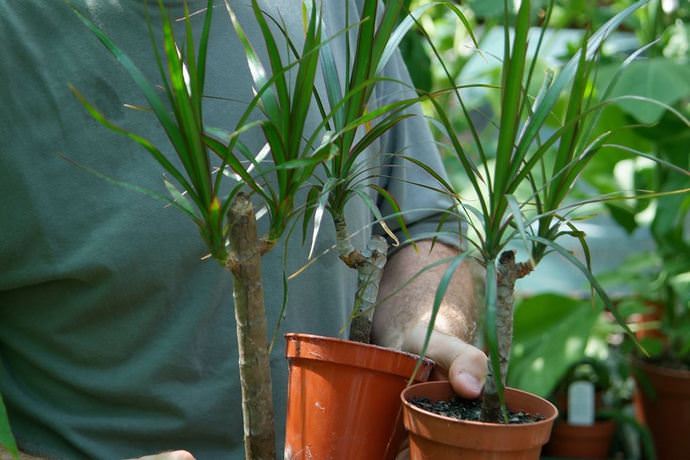 After purchasing dracaena, amateur flower growers have a great opportunity to form the crown of a decorative culture on their own