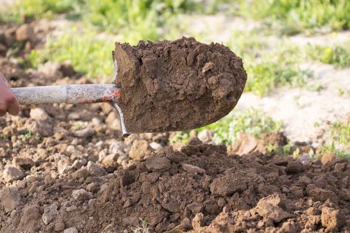 Efter skörd gräver du försiktigt marken, bryter upp stora klor med en spade och vattnar sängarna