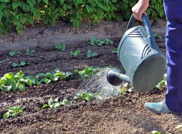 Setelah menanam lobak, tanah tidak boleh kering.
