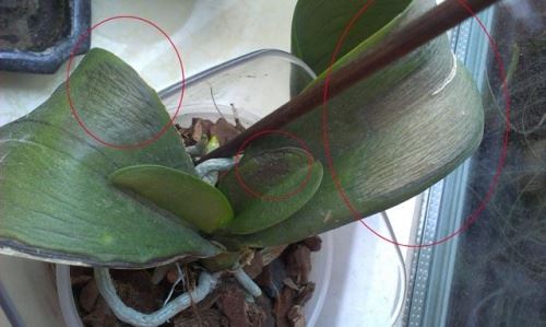 Consequences of frostbite of an orchid