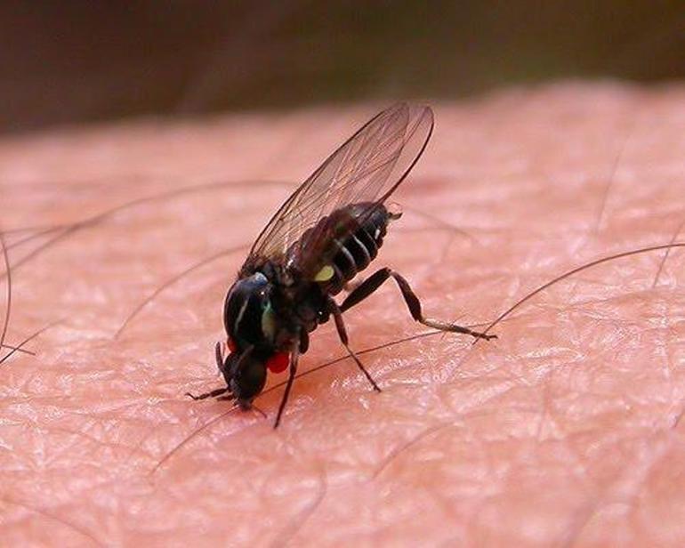 Последиците от ухапване от муха