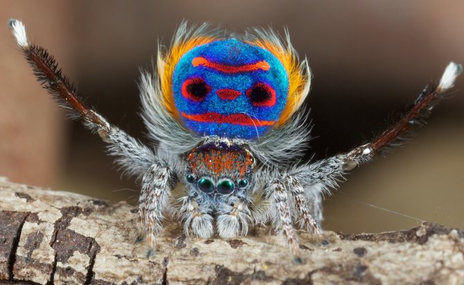 انظر يا له من عنكبوت جميل.