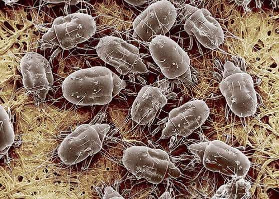 Bed mites: how to get rid of at home quickly and easily