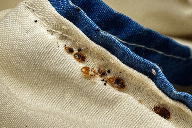 Bed bugs on clothes