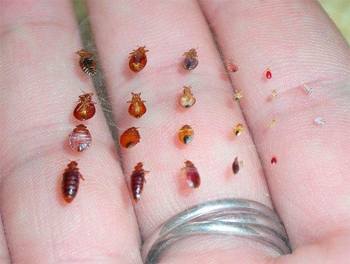 Bed bugs at various stages of development - from larva to adult insect