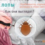 bed bug