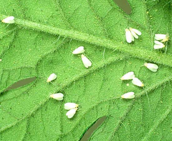 Увреждане на белокрилка по листата на оранжерийната краставица