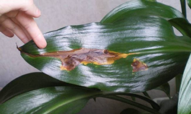 Damage to the lily leaf