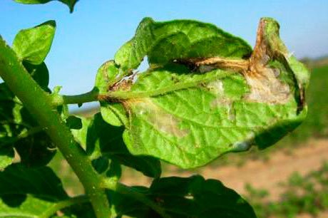 Damage to leaves by potato moth