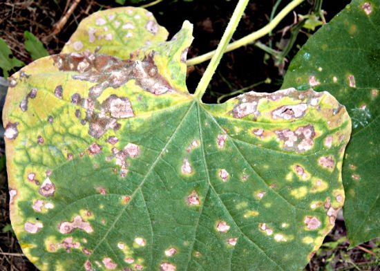 Увреждане от съдова бактериоза на листа от оранжерийни растения