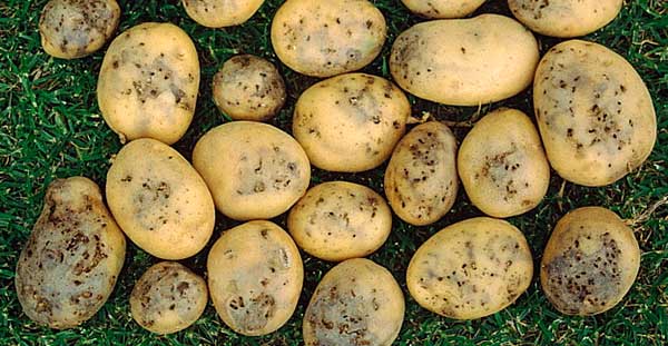 Damaged potatoes by moths