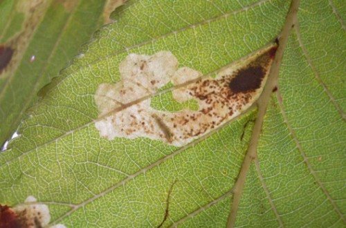 Topolový list poškozený larvami můry.
